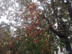  Garmin-ASUS A10:   Android 