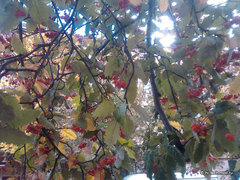  Garmin-ASUS A10:   Android 