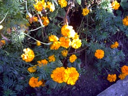  GigaByte g-Smart i128 :: 