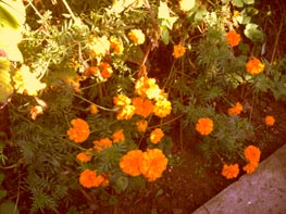  GigaByte g-Smart i128 :: 