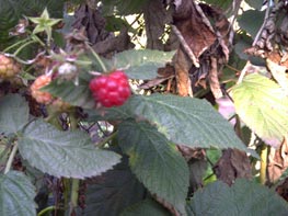  GigaByte g-Smart i128 :: 