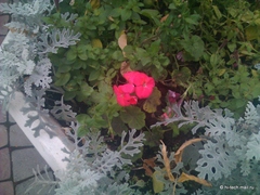 .     Acer Liquid Metal:  Android