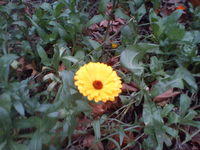  Sony Ericsson Xperia X8.   Android 