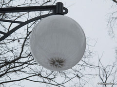 , f/4.5,  1/250, iso 800,    30 