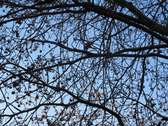  , f/4,  1/250, iso 80,    18 