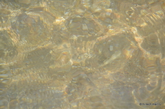  Nikon D7000  :     -