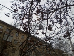  Nokia C5-03:    Nokia