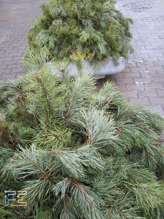 1/100 , F/2.8, ISO 80, 35 