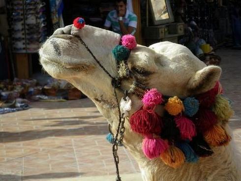  = 140 ; f/5,5;  1/250; ISO 100