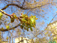  Sony Ericsson Xperia Neo.   Android