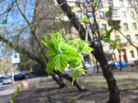  Sony Ericsson Xperia Neo.   Android