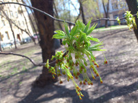  Sony Ericsson Xperia Neo.   Android