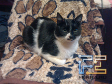  ,    Acer Iconia Smart