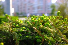  Fujifilm FinePix X100: ,    