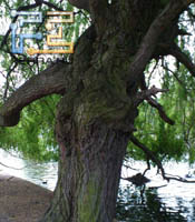     Sony Ericsson Xperia Arc