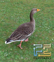     Sony Ericsson Xperia Arc