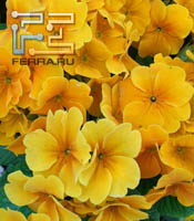     Sony Ericsson Xperia Arc