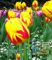     Sony Ericsson Xperia Arc