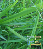  ,    Sony Ericsson Xperia Neo