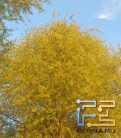  ,    Sony Ericsson Xperia Neo