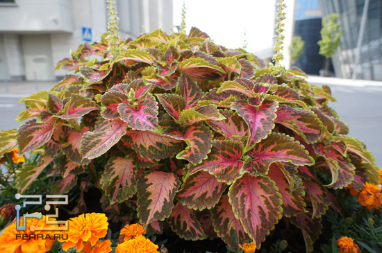 ISO 400, 16 , F/4.0, 1/640