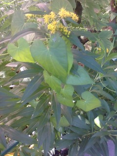  Nokia C2-03:     SIM- 