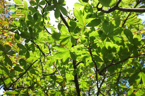 F/2, 1/1000 c, ISO 200, 35 