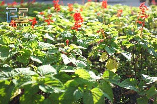 F/2, 1/1000 c, ISO 200, 35 