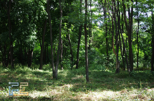  =57, f/4,5, 1/125 , ISO 200, HDR Off