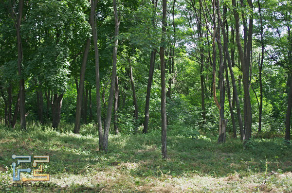  =57, f/4,5, 1/125 , ISO 200, HDR 1