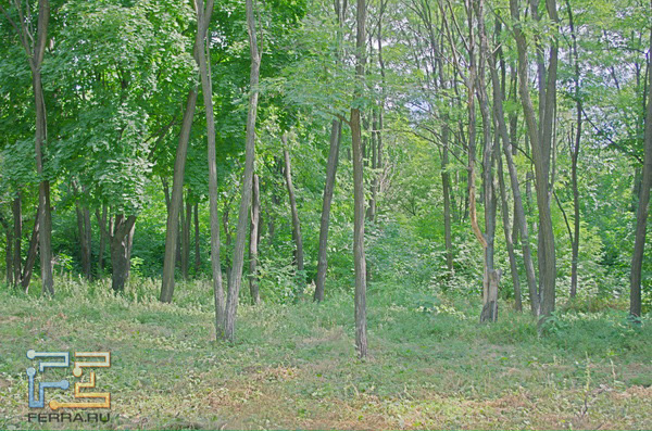  =57, f/4,5, 1/125 , ISO 200, HDR 3