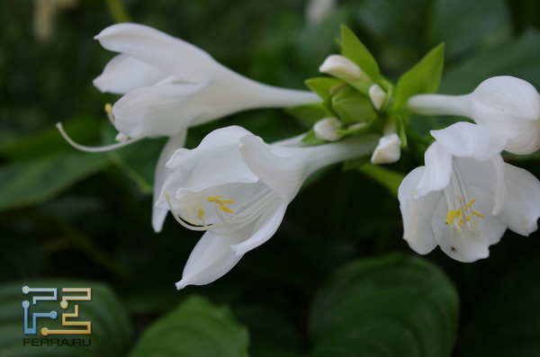  =57, f/5,6, 1/125 , ISO 400