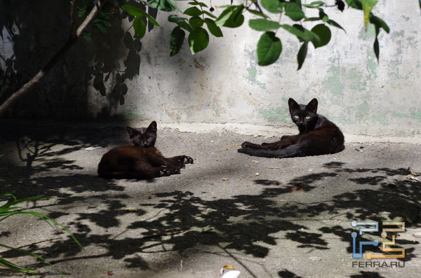  =82, f/11,0, 1/500 , ISO 400