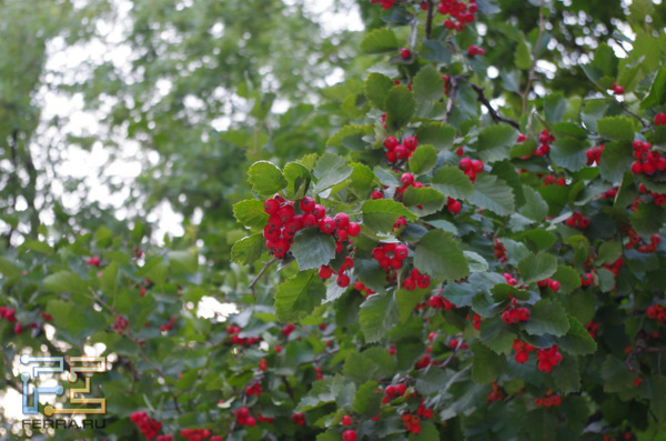  =82, f/5,6, 1/20 , ISO 200