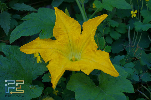  =72, f/6,3, 1/160 , ISO 400