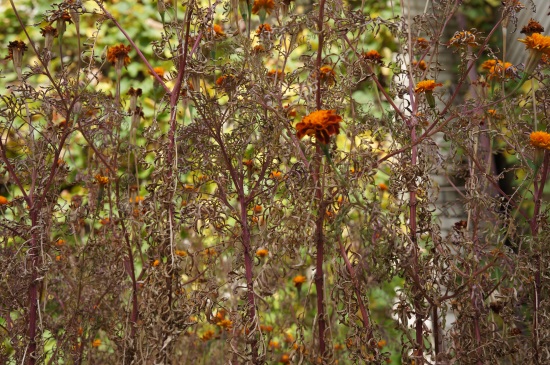 F/5,6, 1/125 c, ISO 100, 43 