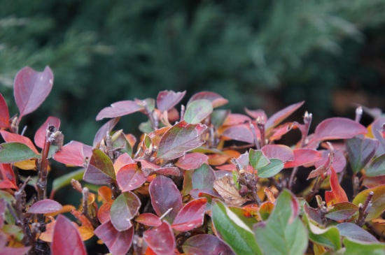 F/4,5, 1/80 c, ISO 320, 63 