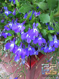  ,    Sony Ericsson Xperia Arc S