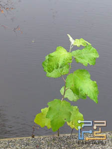  ,    Sony Ericsson Xperia Arc S