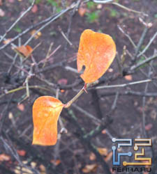  ,    Sony Ericsson Xperia pro