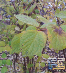  ,    Sony Ericsson Xperia pro