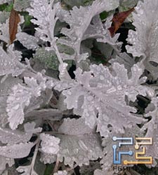  ,    Sony Ericsson Xperia pro