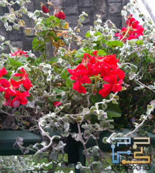  ,    Sony Ericsson Xperia pro