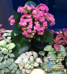  ,    Sony Ericsson Xperia pro