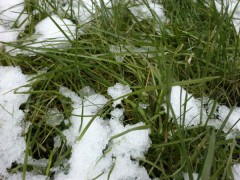  Sony Ericsson Live with Walkman:   Android