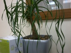  Sony Ericsson Live with Walkman:   Android