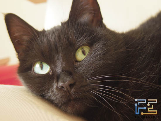 ISO 250, 47 , F/1.9, 1/20 c