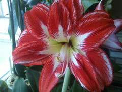  Sony Ericsson Xperia Active:  