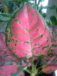  LG Optimus One (P500):    Android