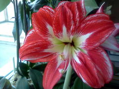  LG Optimus One (P500):    Android